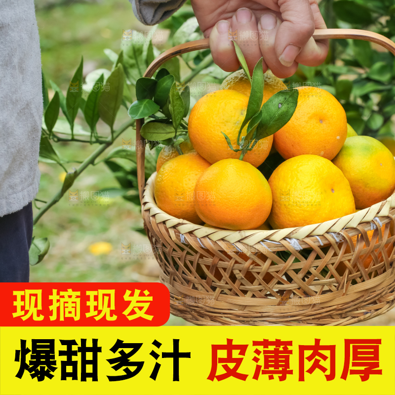 篮子里装着橘子