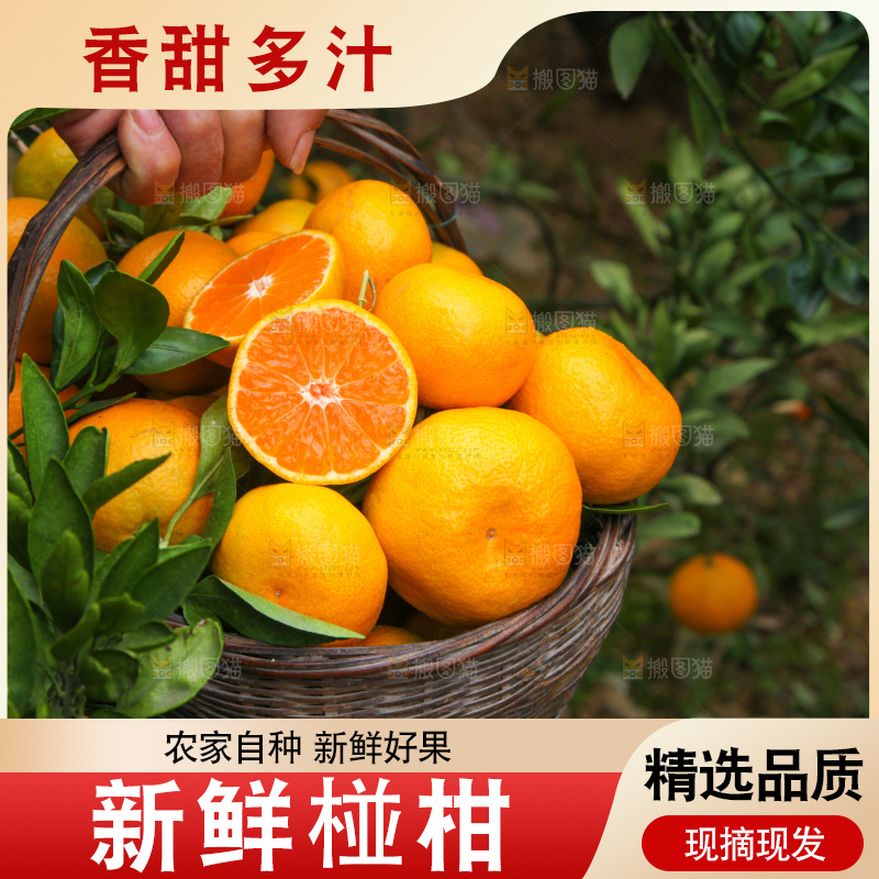 手里拿着一篮子椪柑