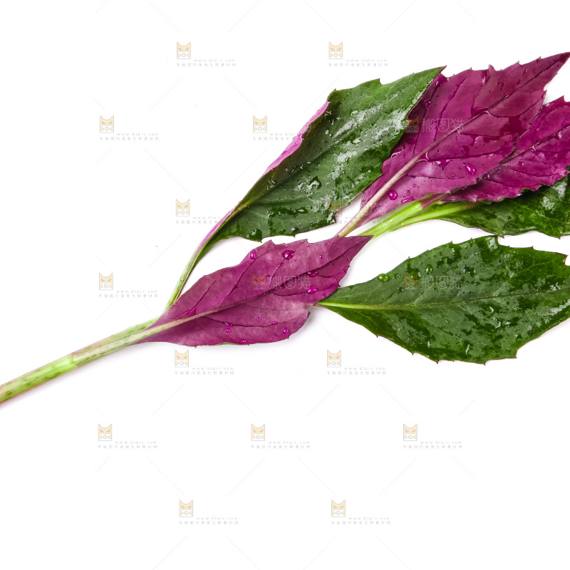 白底上摆放着血皮菜