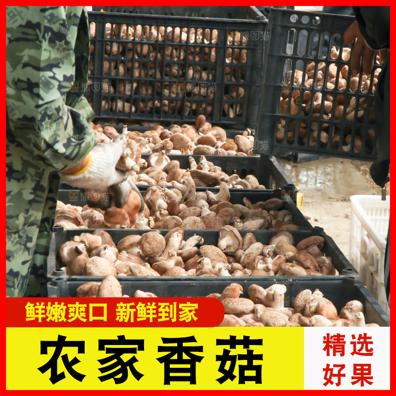 框子里装着香菇