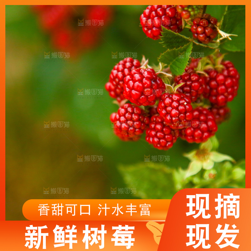 树上的新鲜树莓
