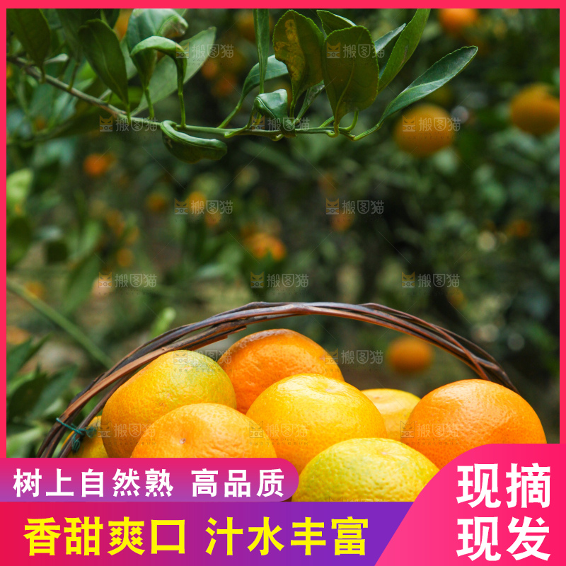 篮子里装着橘子