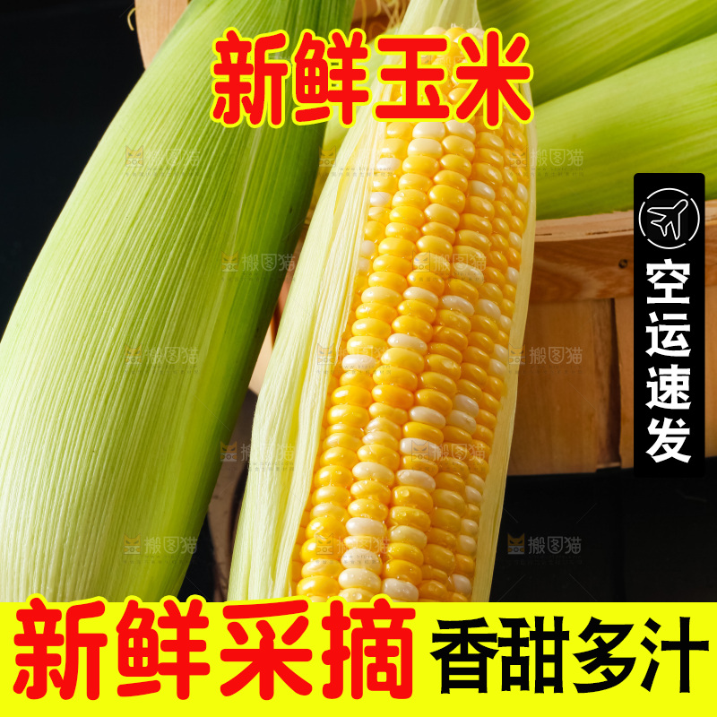 黑底上摆放着玉米棒