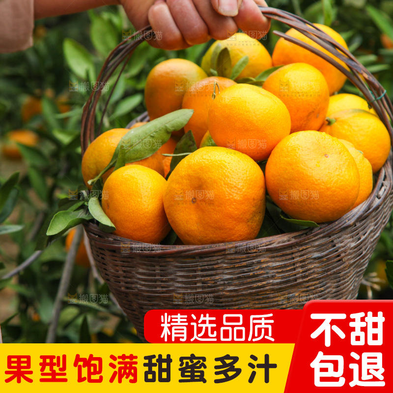 手里拿着一篮子椪柑