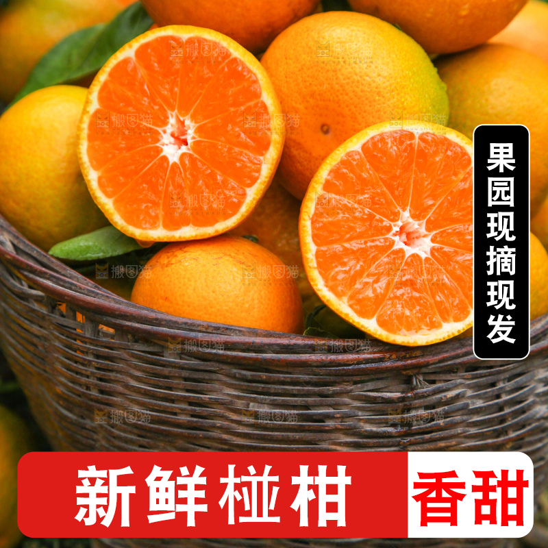 篮子里的椪柑