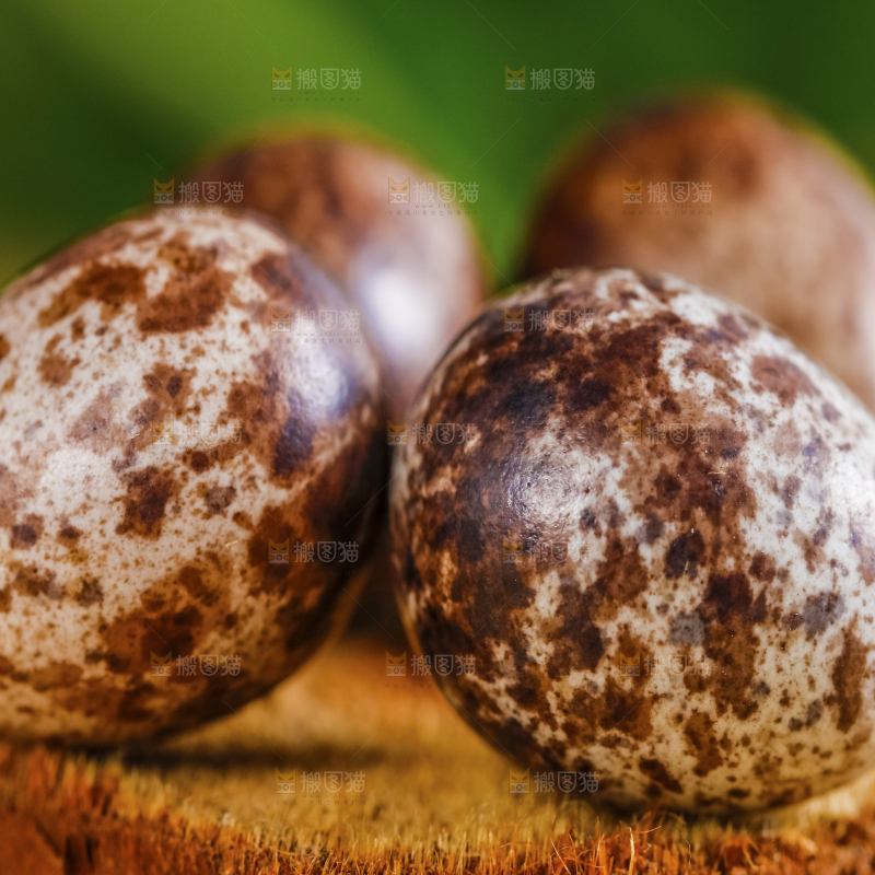 木底上摆放着鹌鹑蛋