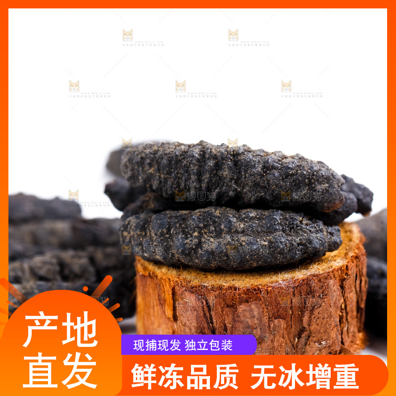 白底上摆放着海刺参