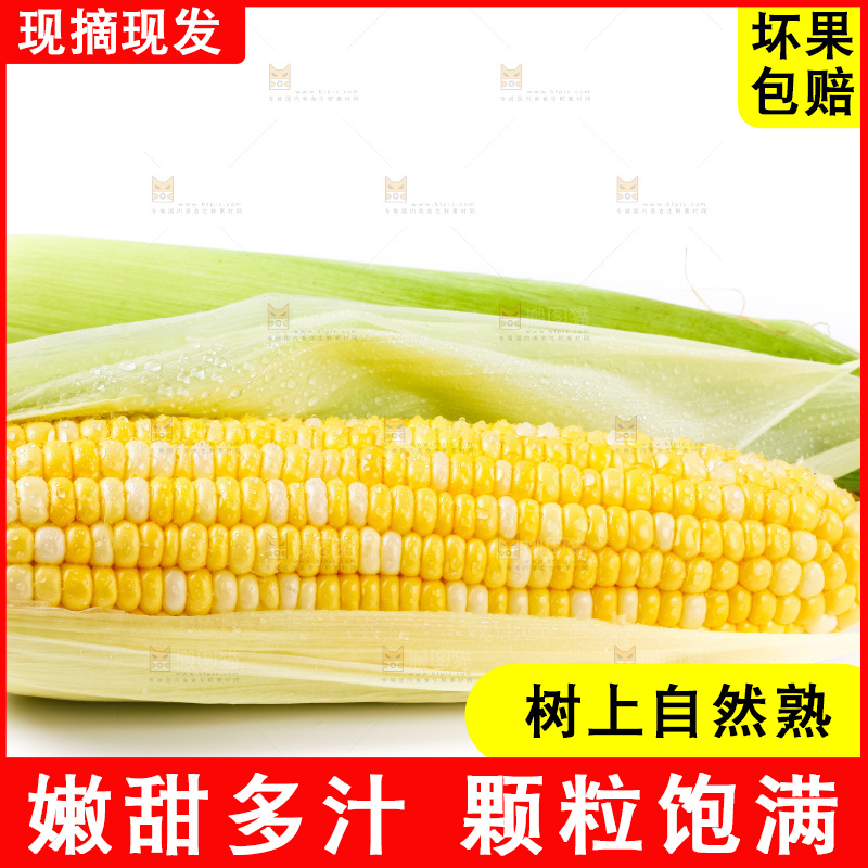 白底上放着黄玉米