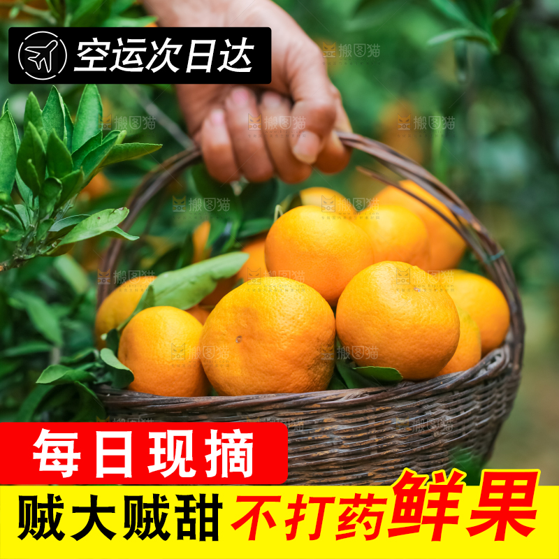 篮子里装着椪柑