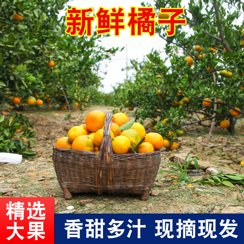 篮子里的蜜橘