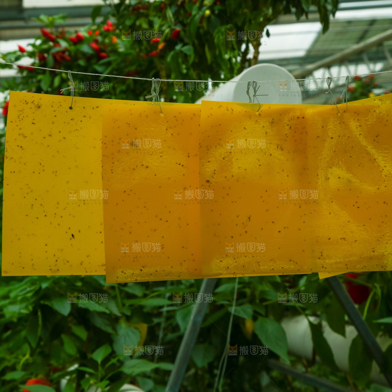 大棚里种植物的蔬菜