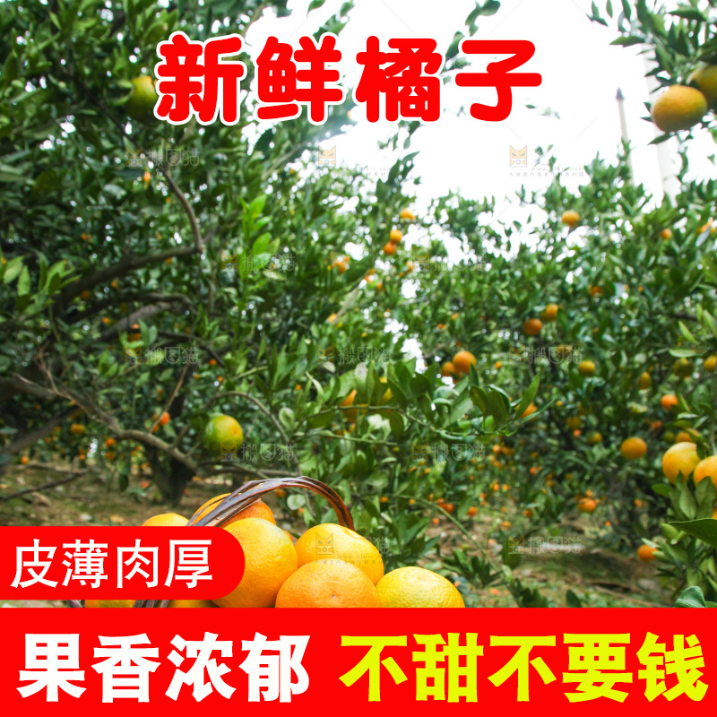 篮子里装着橘子
