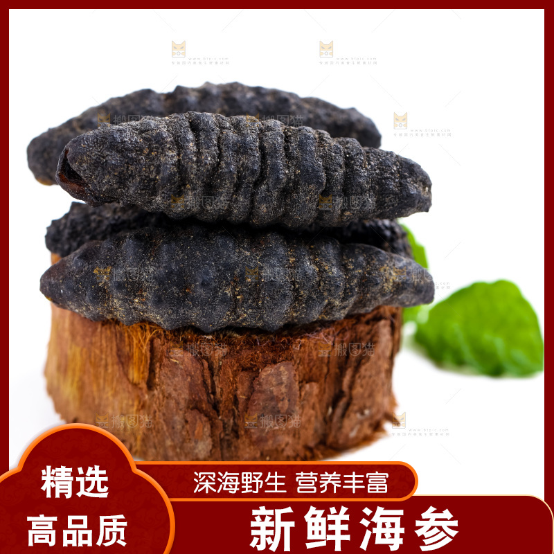白底上摆放着海刺参