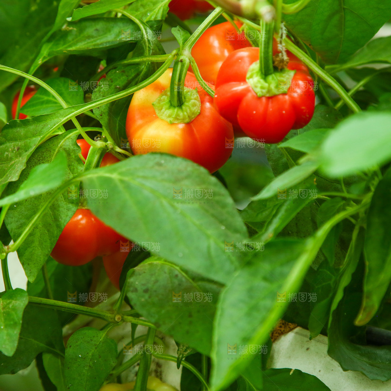 大棚里种植物的蔬菜