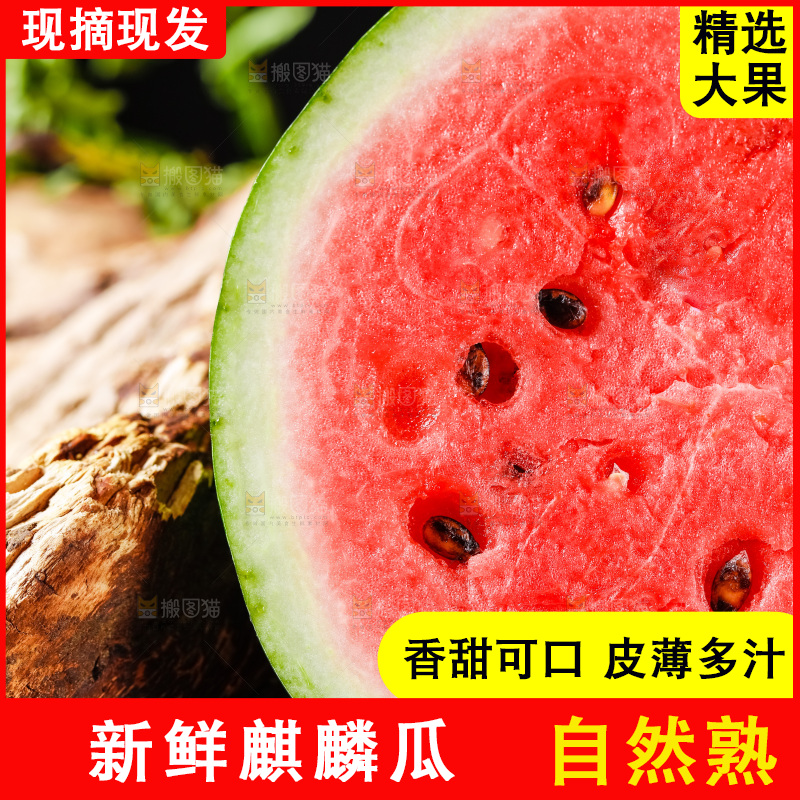 深底上摆放着8424麒麟瓜