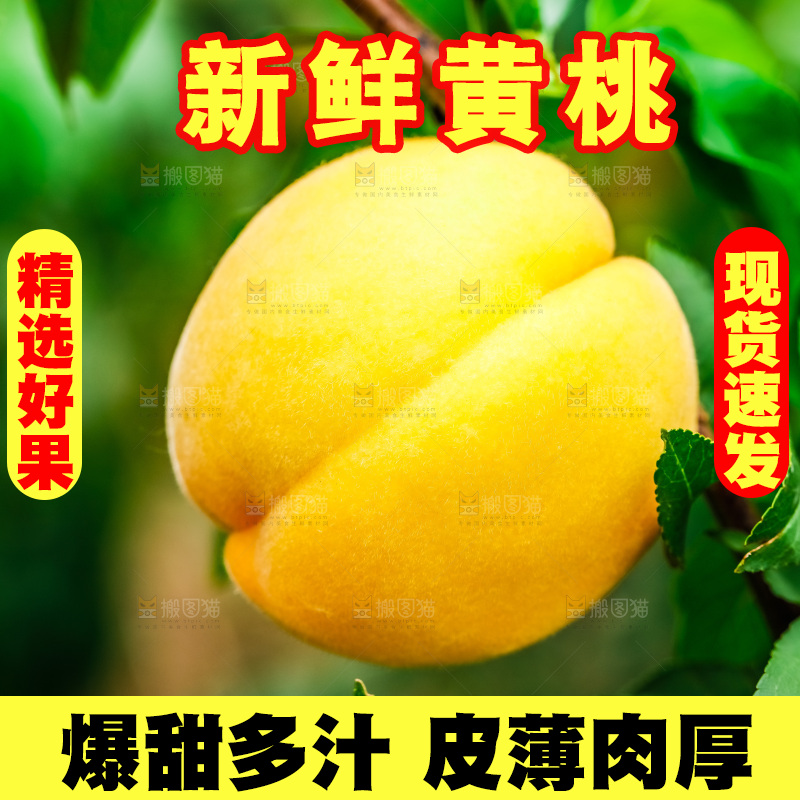 桃树上结的黄桃