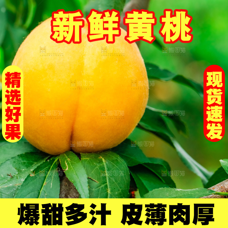 桃树上结的黄桃