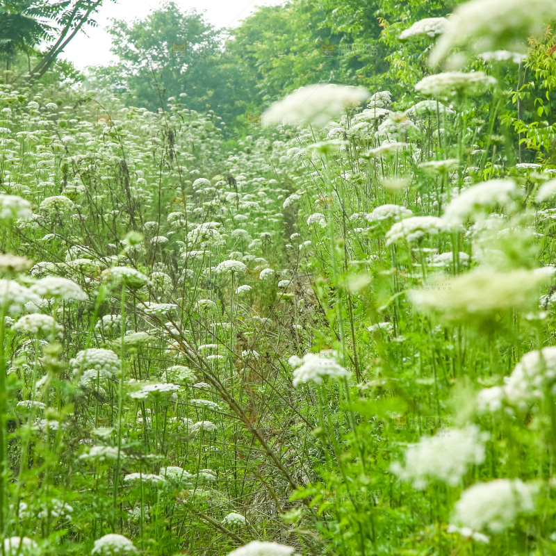 野胡萝卜花