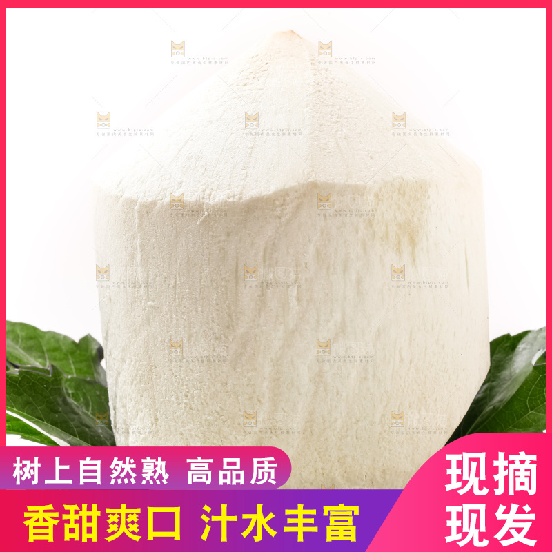 白底摆放着椰子