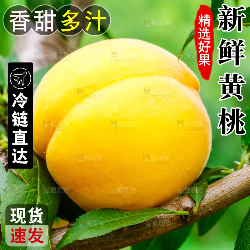 树枝上结的黄皮黄桃