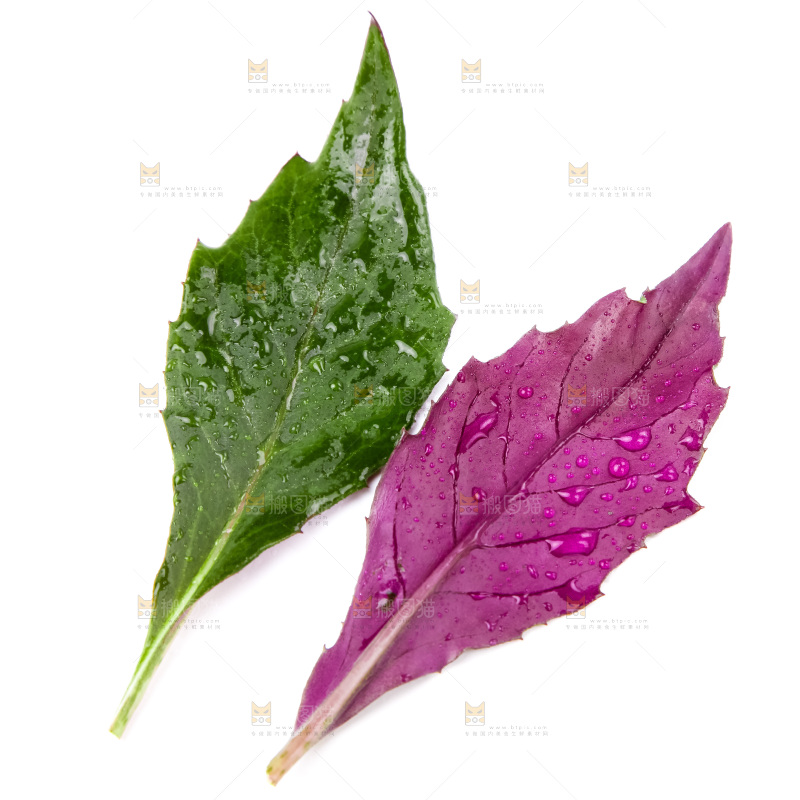 白底上摆放着血皮菜