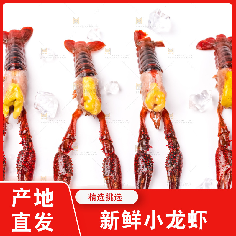 白底上摆放着龙虾