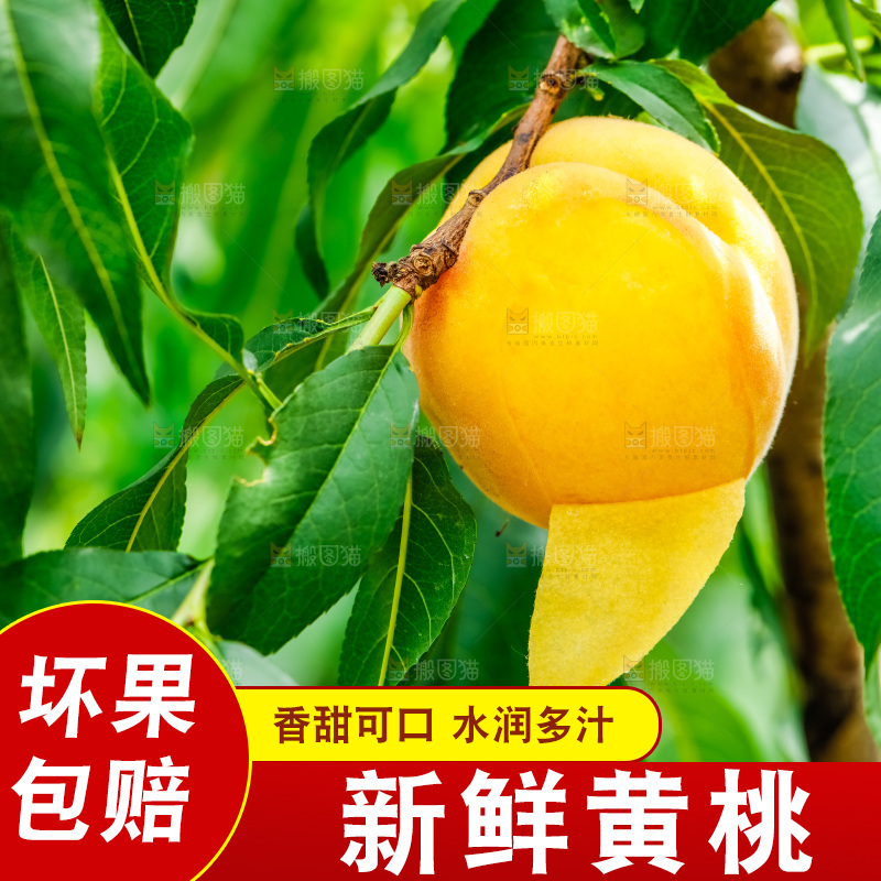 桃树上结的黄桃