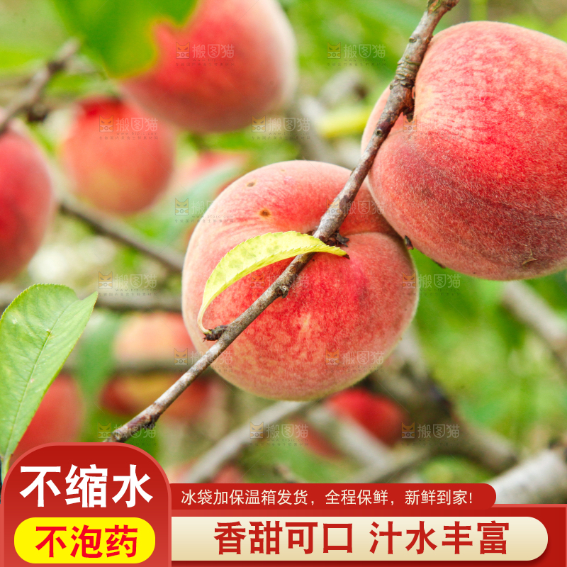 树上挂着胭脂红桃子