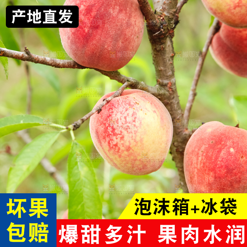 树上挂着胭脂红桃子