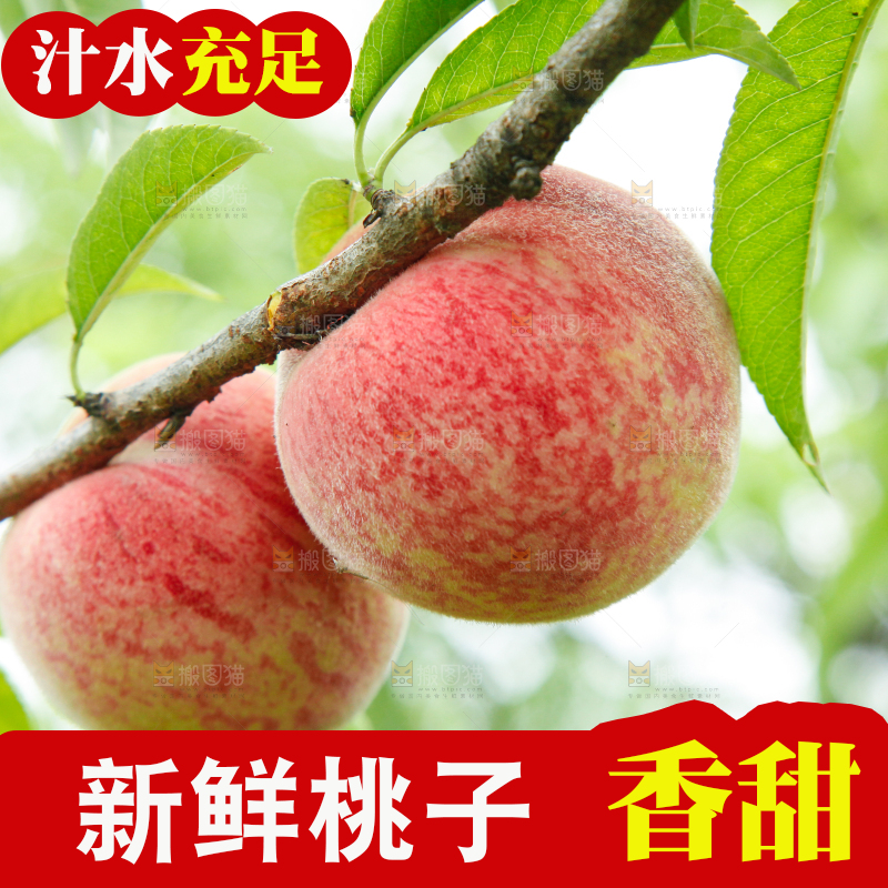 树上挂着胭脂红桃子