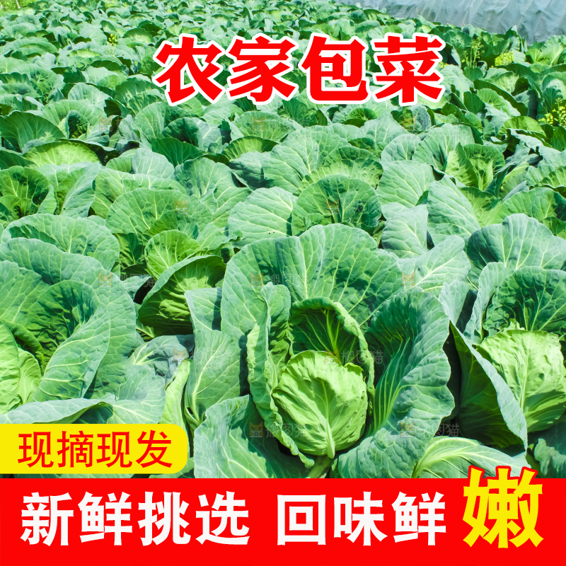 地里种着包菜