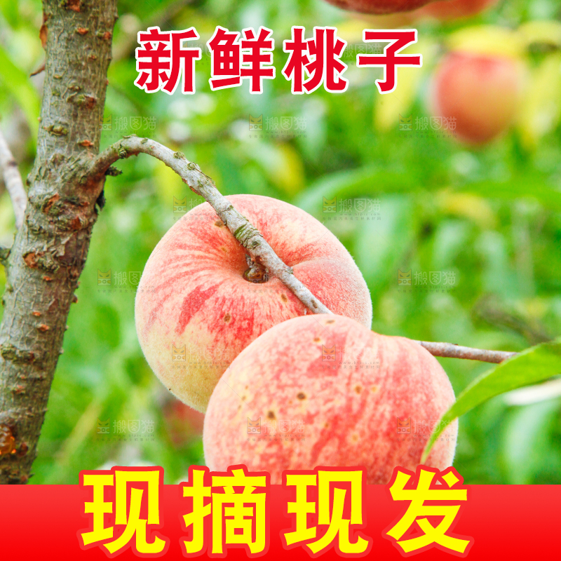 树上挂着胭脂红桃子