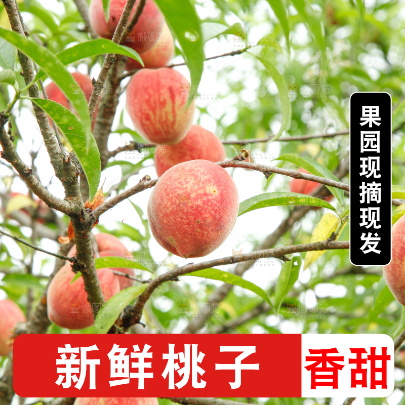 树上挂着胭脂红桃子