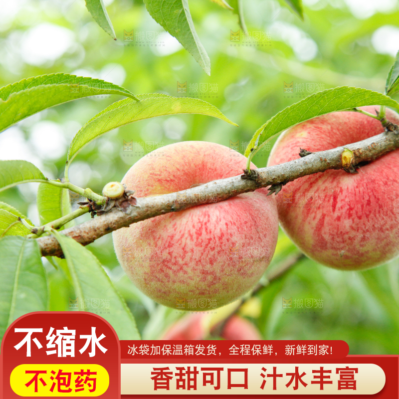 树上挂着胭脂红桃子
