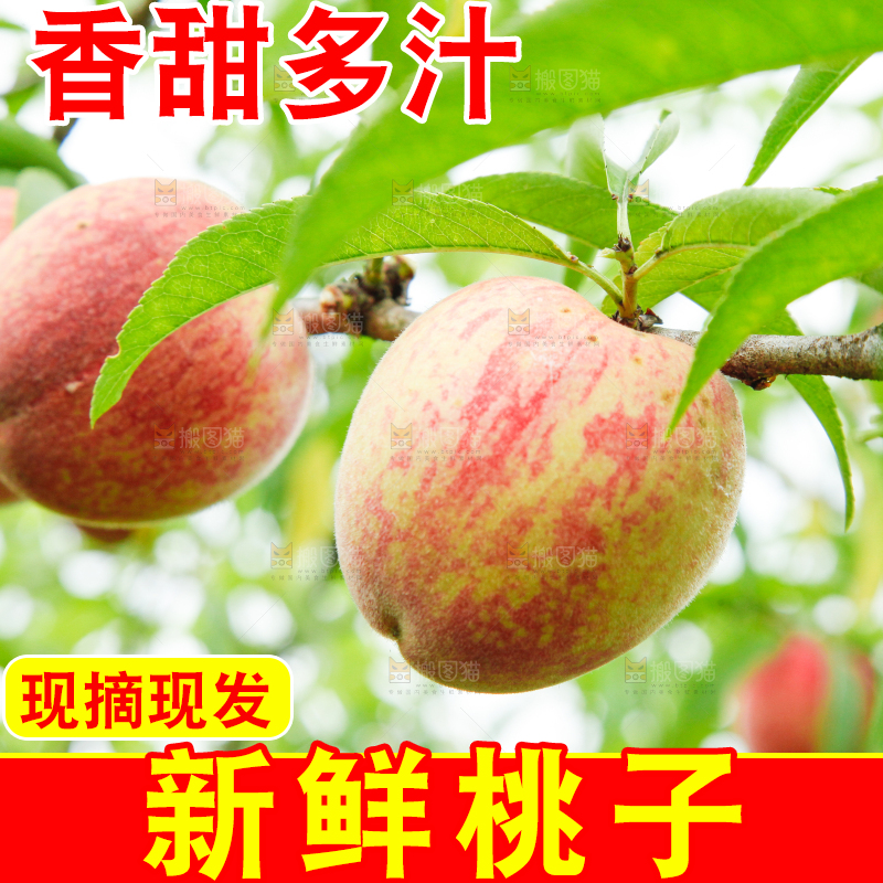 树上挂着胭脂红桃子