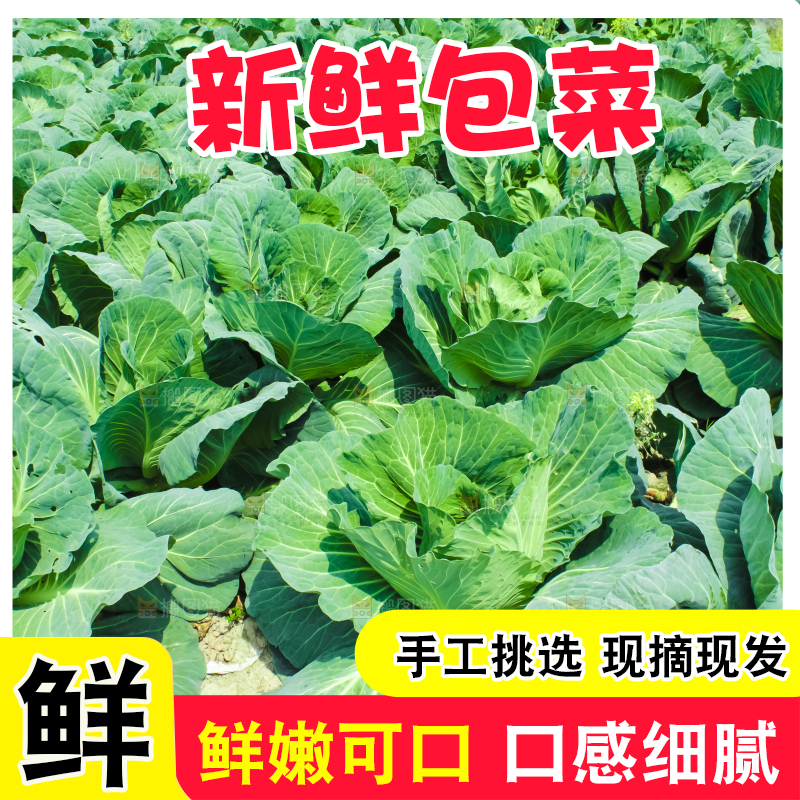 地里种着包菜