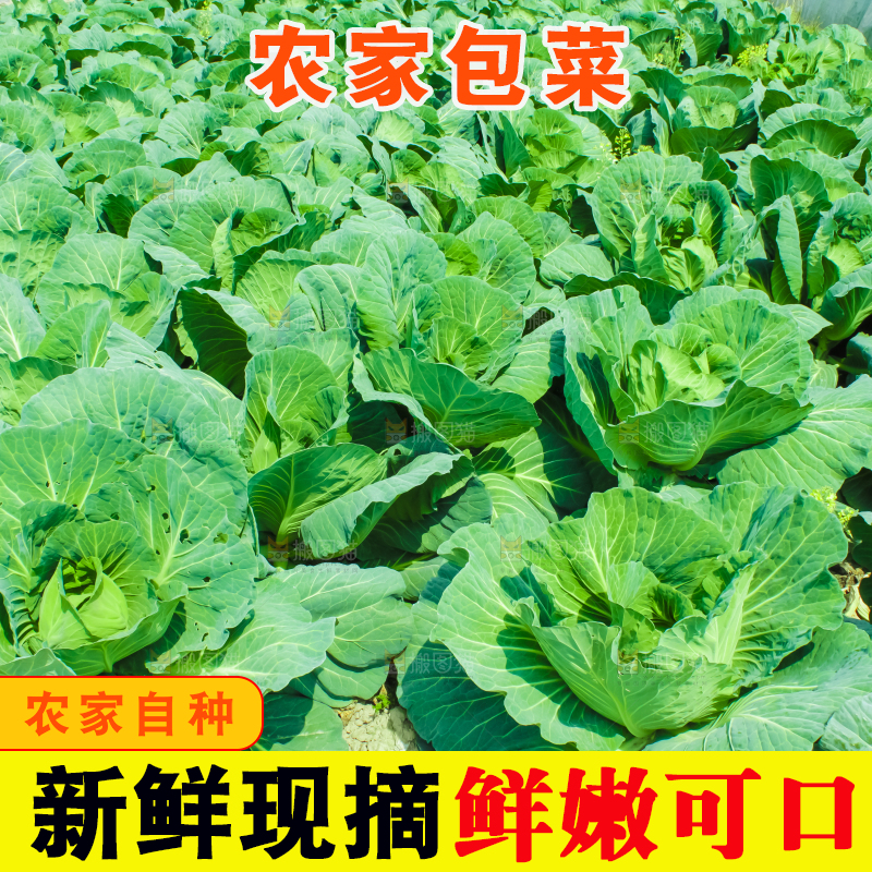 地里种着包菜