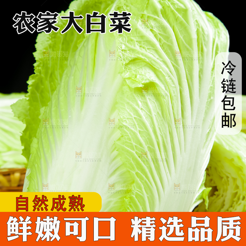 格子底上放着大白菜