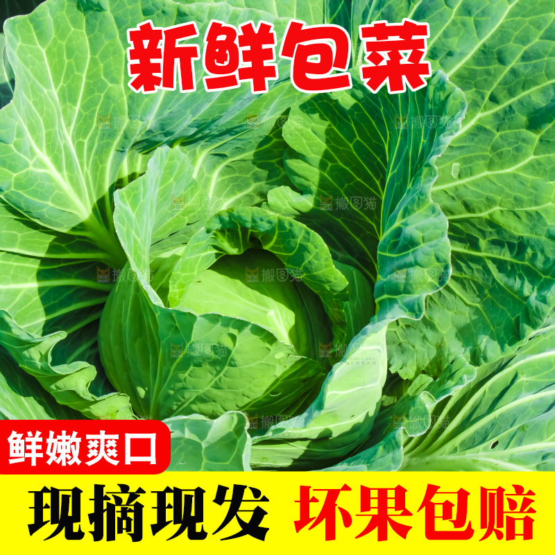 地里种着包菜