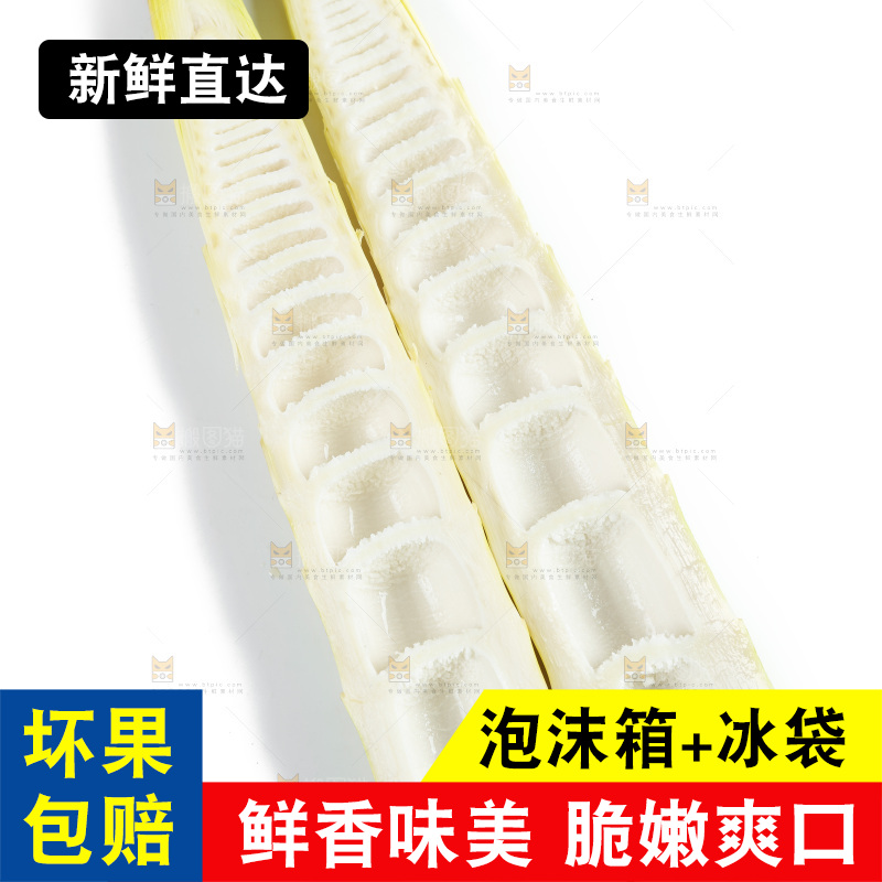 新鲜野生竹笋放在白底上