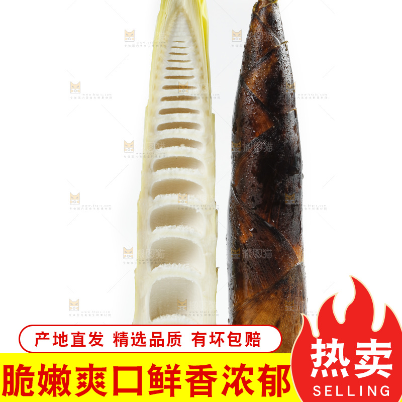 新鲜野生竹笋放在白底上