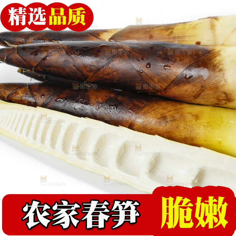 新鲜野生竹笋放在白底上