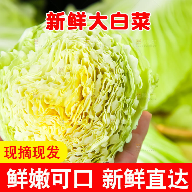 黑底上放着大白菜