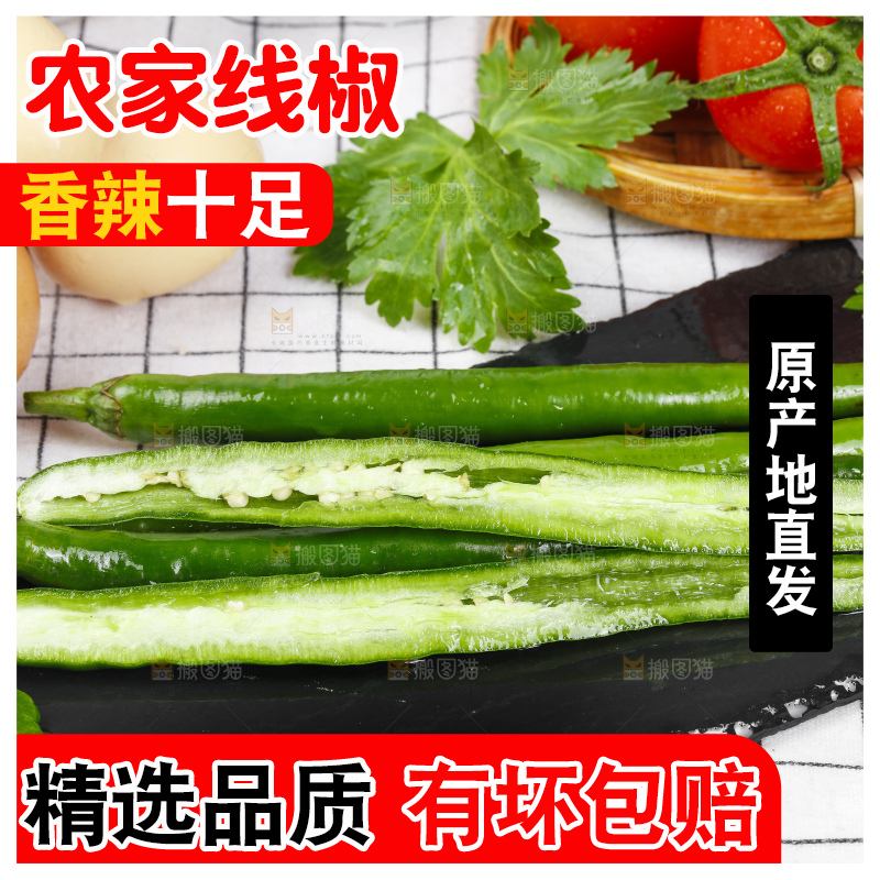 黑底上的青线椒