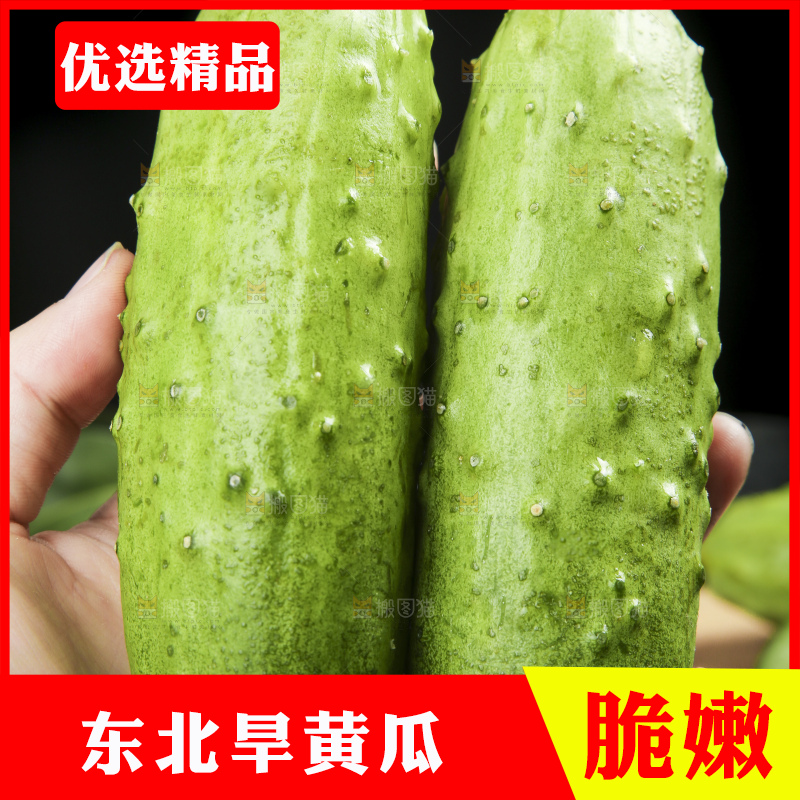 手拿新鲜旱黄瓜