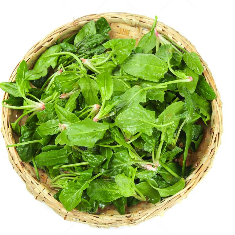 白底上放着新鲜菠菜