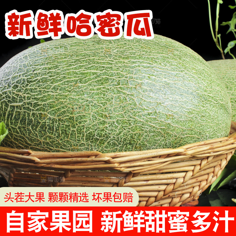 黑底上放着一筐西州蜜25号