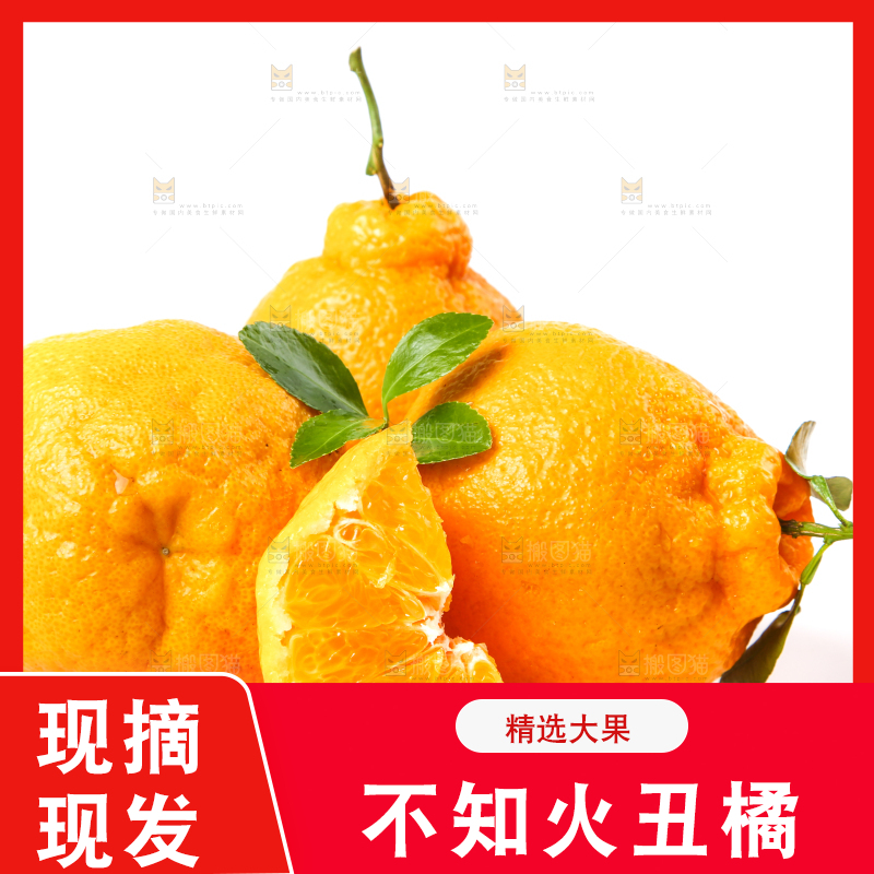 新鲜的丑橘放在白底上
