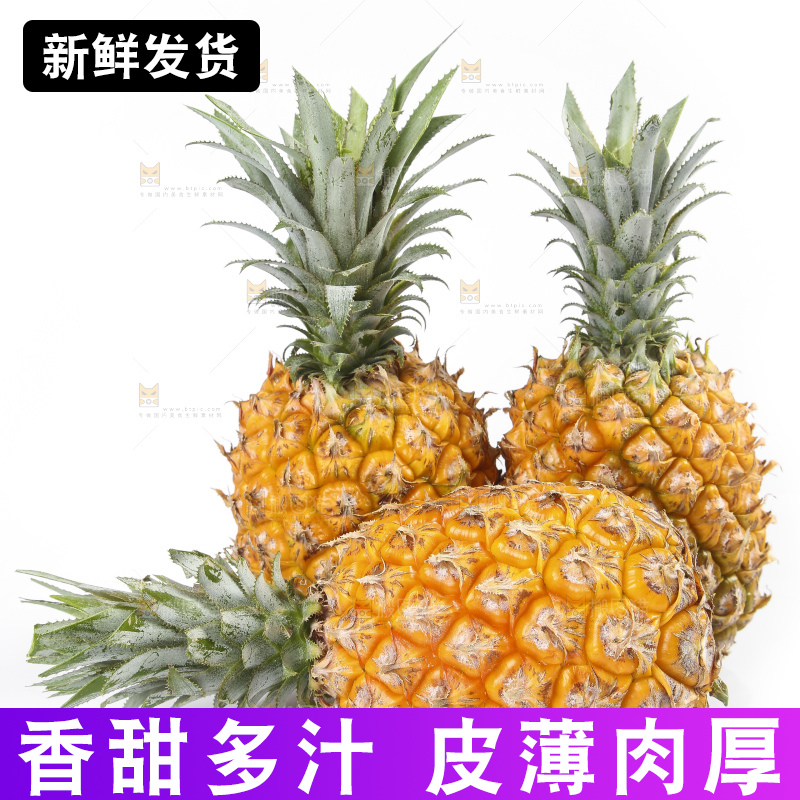 白底上的徐闻菠萝