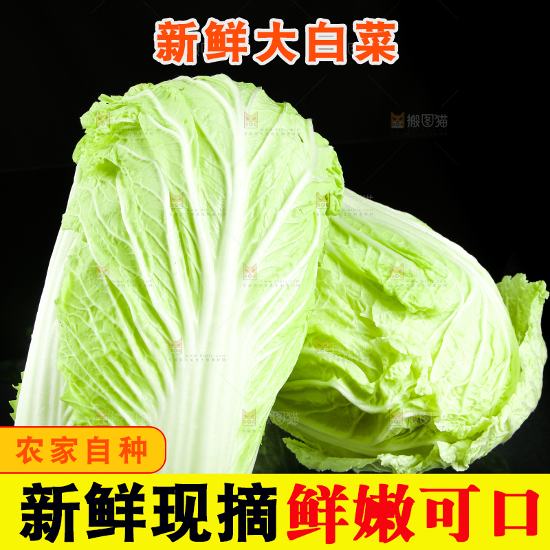 黑底上放着大白菜